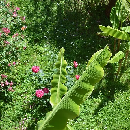아파트 Palm Garden